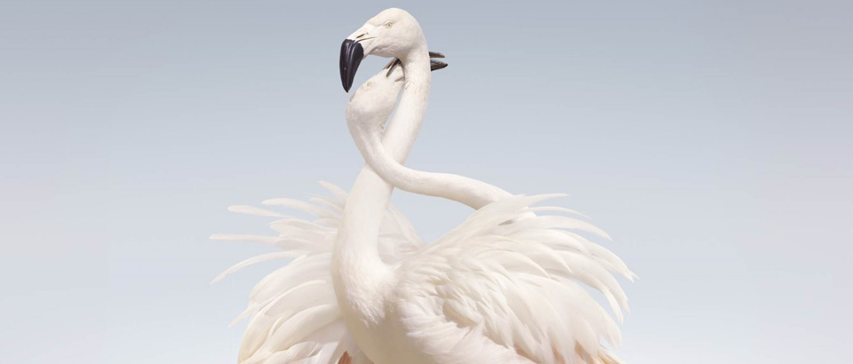 Rustie: Green Language